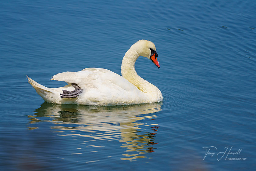 Swan, Hayle
