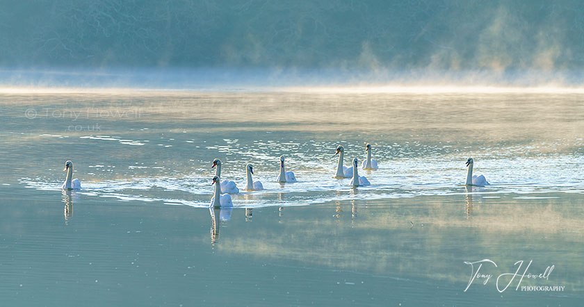 Swans, St Clement, Truro