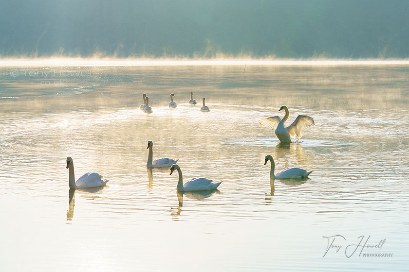 Swans, St Clement, Truro