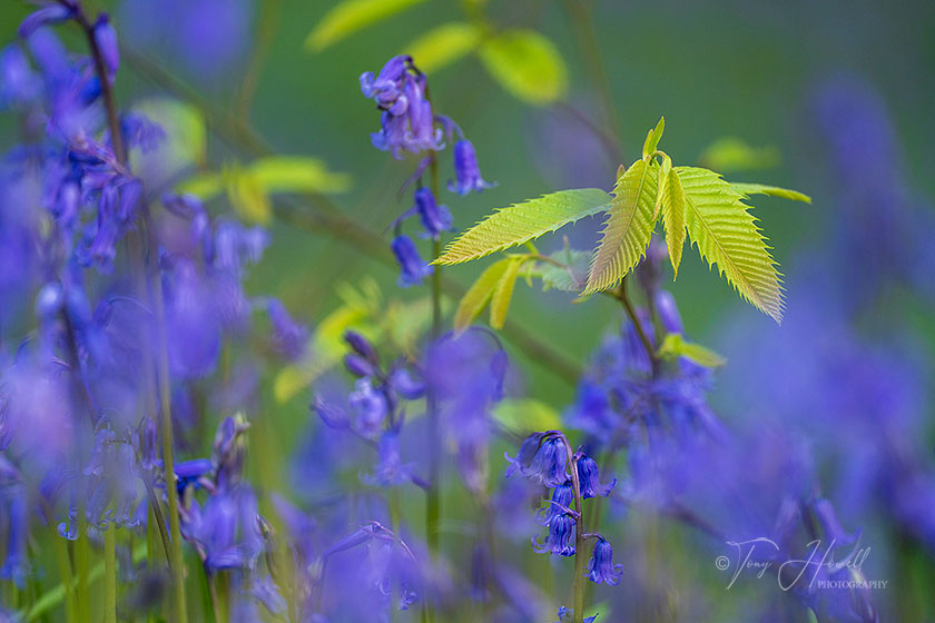 Bluebells, Sweet Chestnut Leaves, Pendarves Woods
