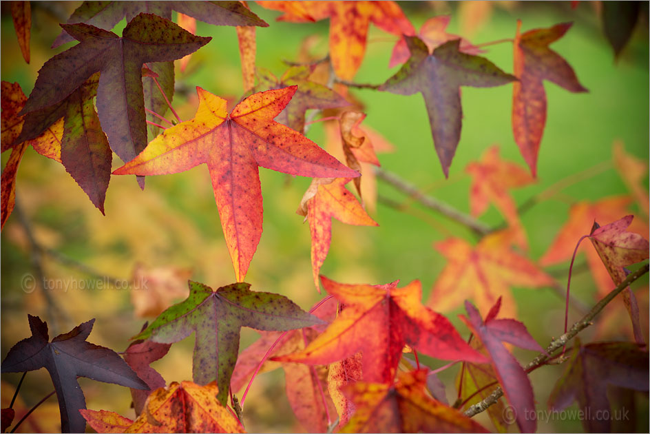 Sweet Gum Leaves