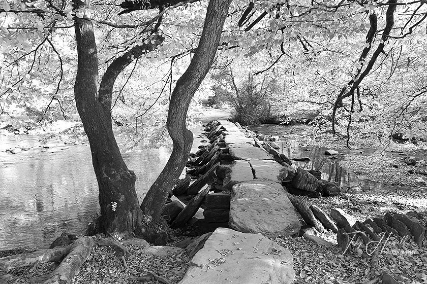 Tarr Steps, Beech Tree