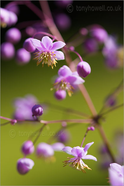 Thalictrum delavayi