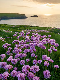 The-Kelseys-Sea-Pinks-Polly-Joke-AR3353
