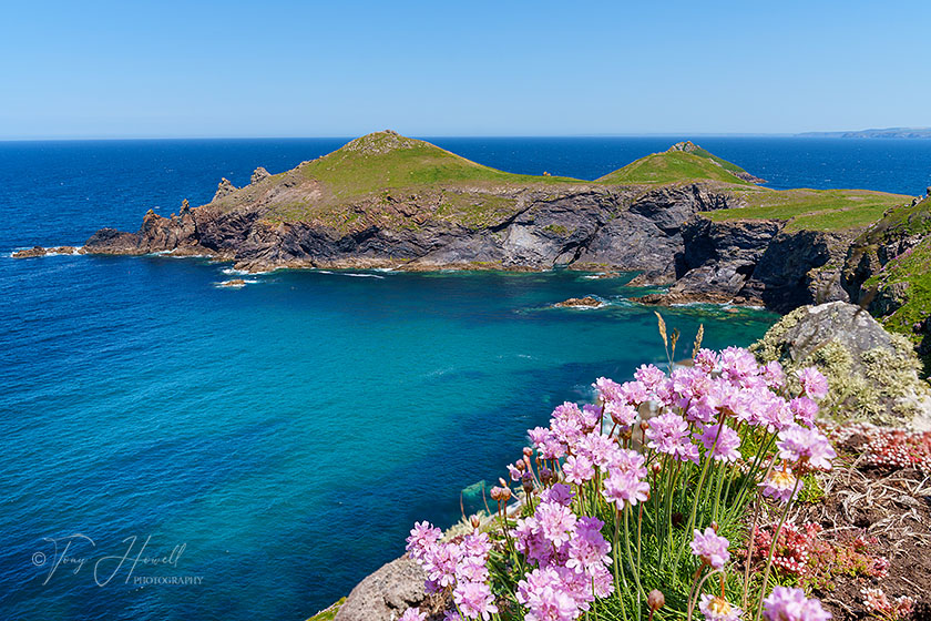 The Rumps, Sea Pinks, Polzeath