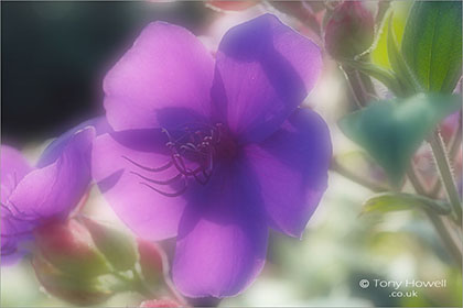 Tibouchina-urvilleana-Glory-Bush