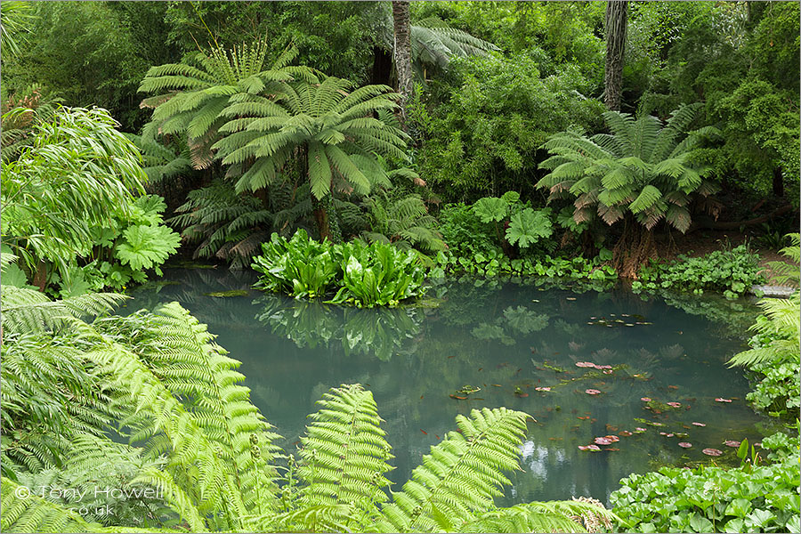 Tree Ferns, Heligan Gardens