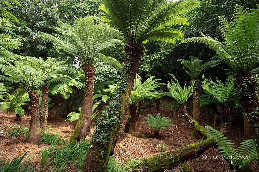 Tree Ferns, Trewidden