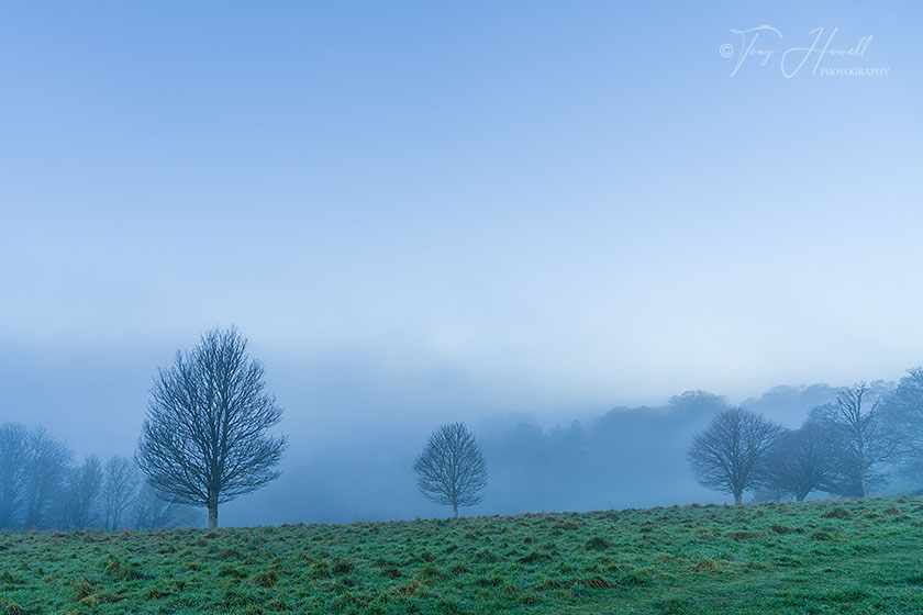 Trees, Mist, Trelissick, Truro