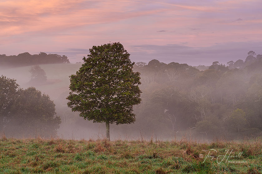 Trees, Mist, Trelissick, Truro