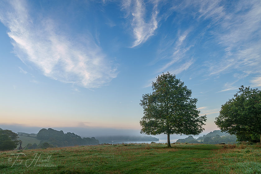 Trees, Mist, Trelissick, Truro