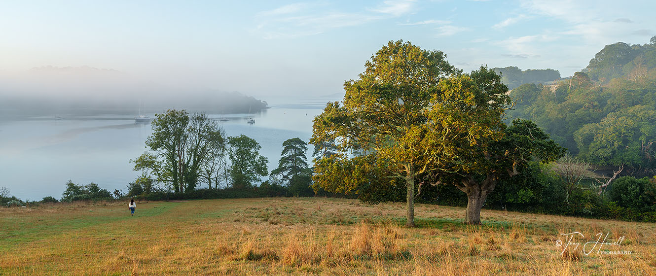 Trees, Mist, Trelissick, Truro