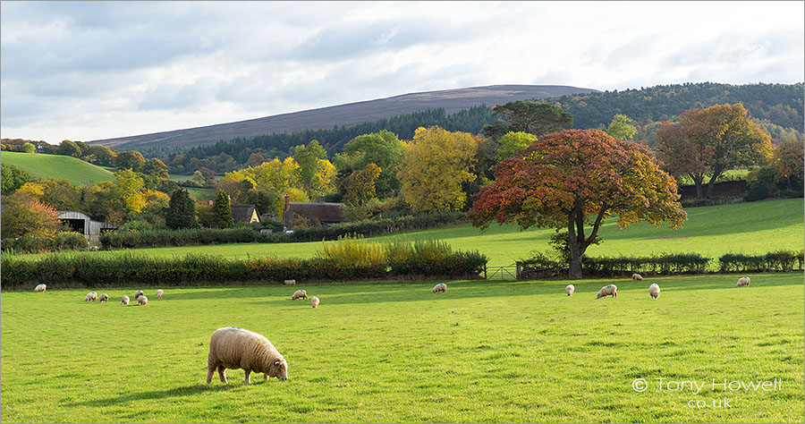 Trees, Sheep