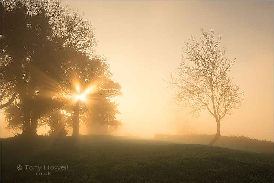 Sunrays through Mist, Trees