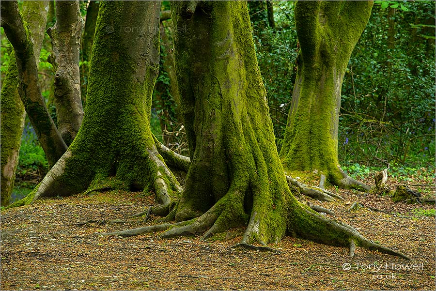 Trees, Tehidy Woods