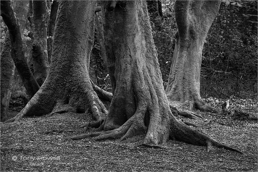 Trees, Tehidy Woods