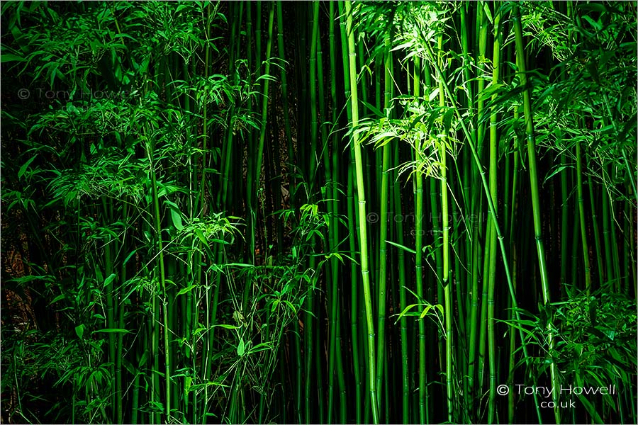 Trelissick Bamboo, Night