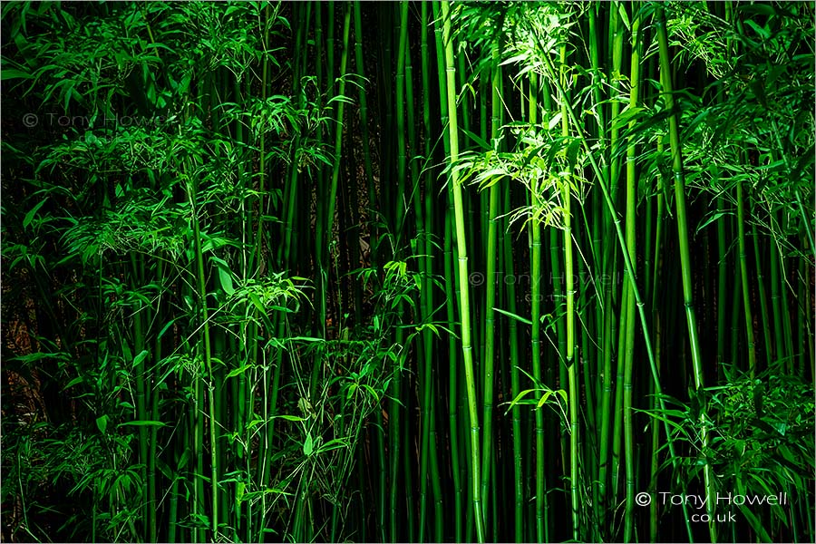 Trelissick Bamboo, Night