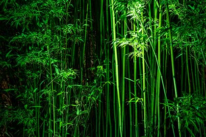 Trelissick-Bamboo-Night-Cornwall-AR2001