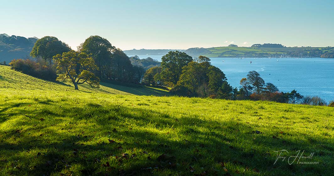 Trelissick, Oak Tree