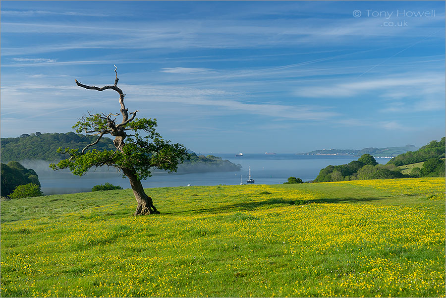 Oak Tree, Trelissick