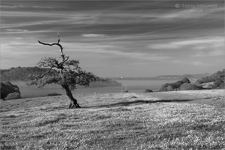 Oak Tree, Trelissick