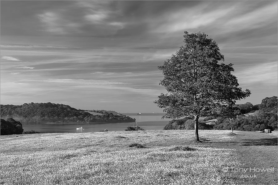 Oak Tree, Trelissick