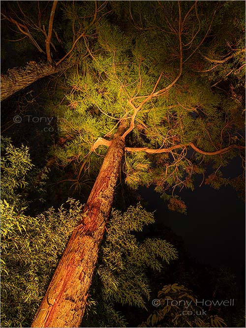 Trelissick Pine Tree
