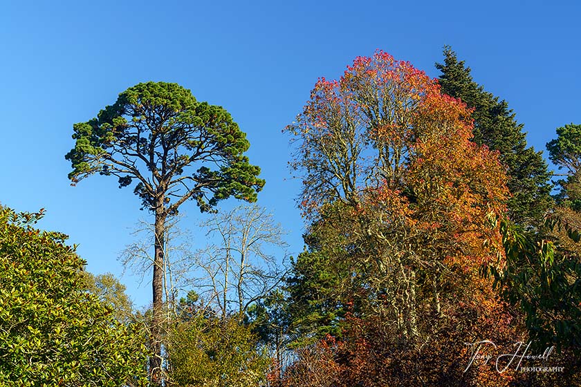 Trelissick Trees, Autumn