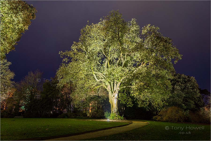 Trees, Night, Trelissick