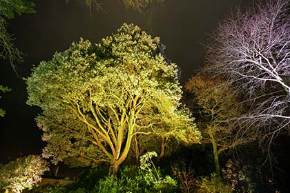 Trelissick-Trees-Night-Cornwall