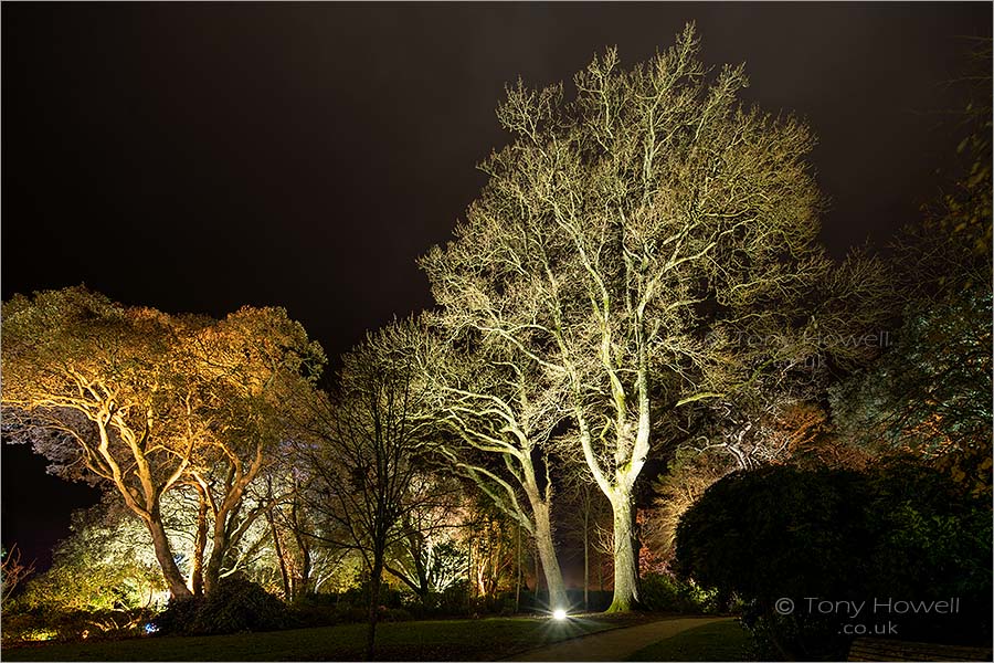 Trees, Night, Trelissick