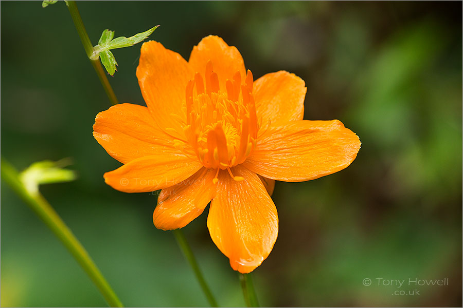 Trollius chinensis