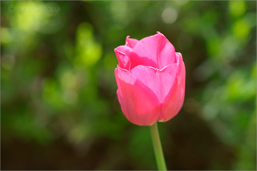 Pink Tulip