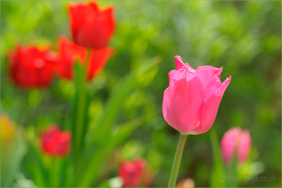Pink Tulip