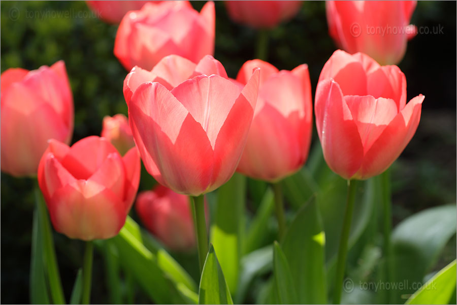 Tulips