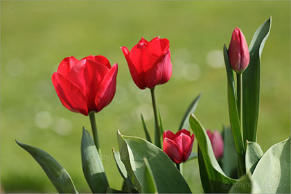 Tulips
