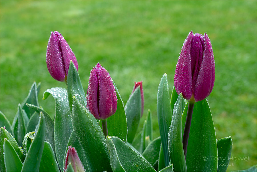 Tulips