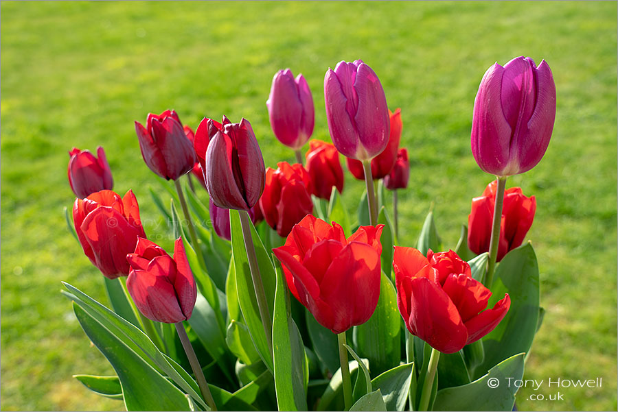 Tulips
