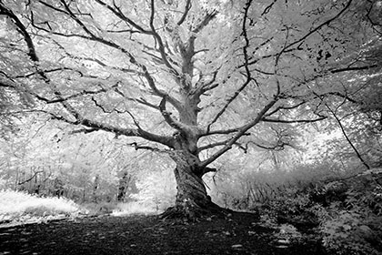Twisted-Beech-Tree-Infrared-Tehidy-Cornwall-AR3344