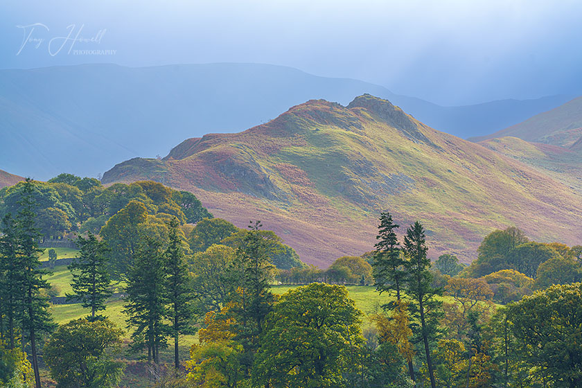 Ullswater Trees