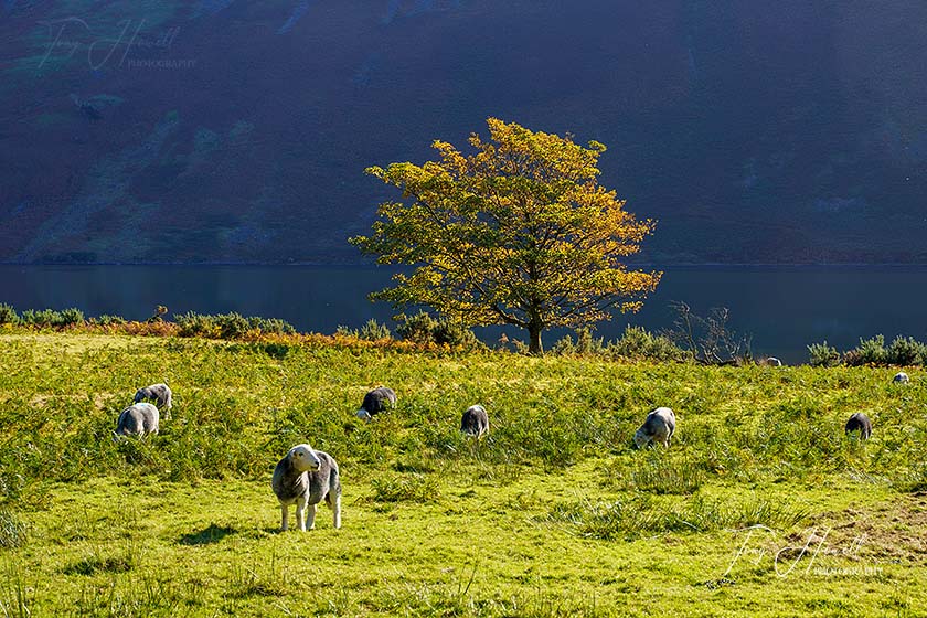 Wastwater, Sheep