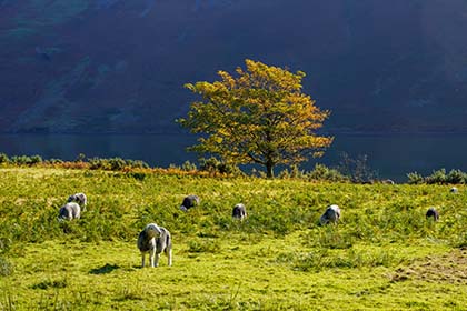 Wastwater-Sheep-Lake-District-Cumbria-AR2761