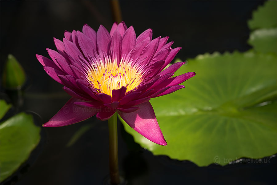 Waterlily Nymphaea carpentariae 