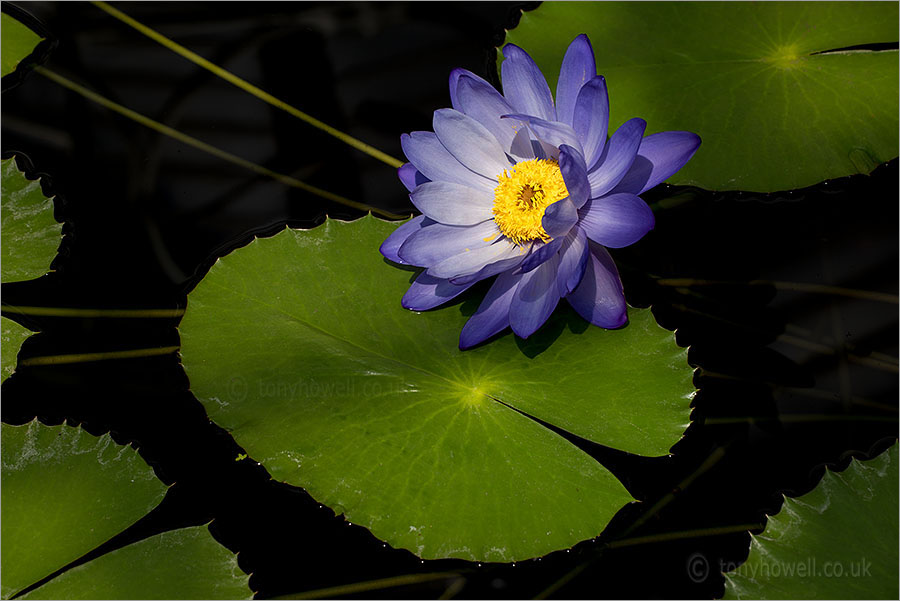 Waterlily Nymphaea 