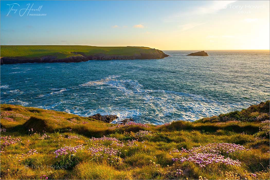West Pentire, Sea Pinks, near Polly Joke Beach, Kelsey Head