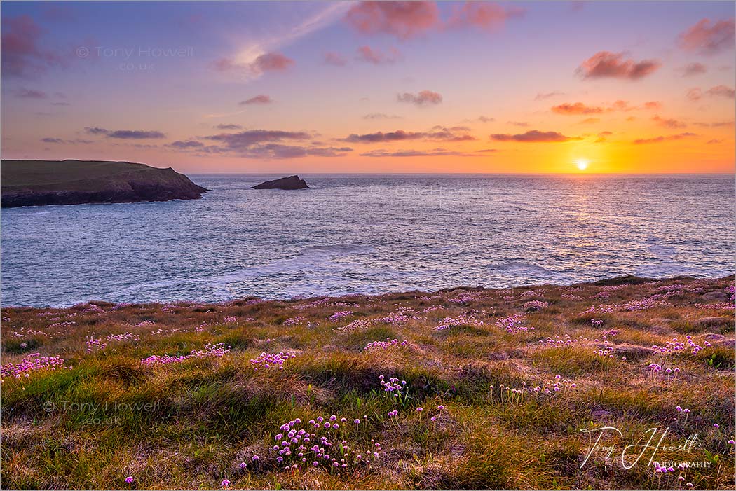 West Pentire, near Polly Joke Beach, Sea Pinks, Kelsey Head