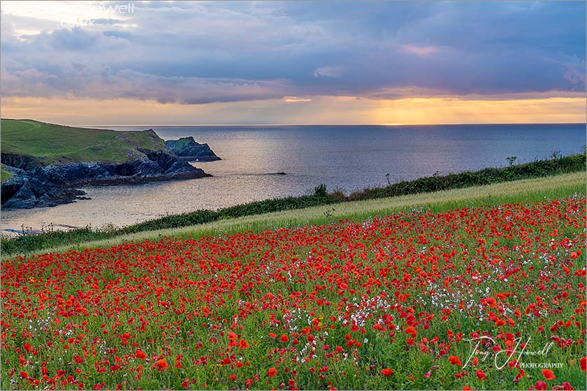 West Pentire Poppies