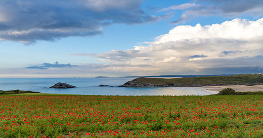 West-Pentire-Poppies-Cornwall
