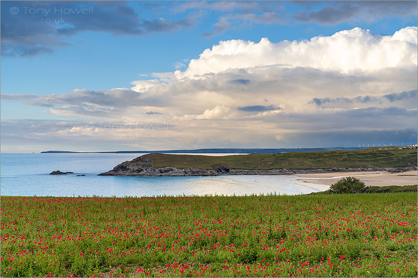 Crantock Beach, West Pentire Poppies